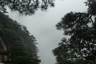 云雾缭绕的山林景致