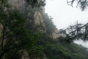 云雾缭绕的山林景色