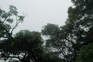 茂密树林中的树梢景象