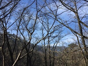 冬日山林 蓝天映衬枯树枝