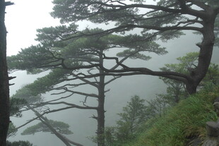 山间苍松 云雾缭绕之景