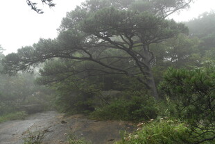 雾中树林的静谧自然景象
