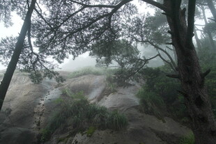 雾中树林的静谧景象