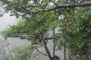 雨中枝叶繁茂的树木景观