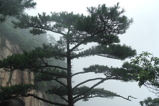 悬崖边的挺拔松树