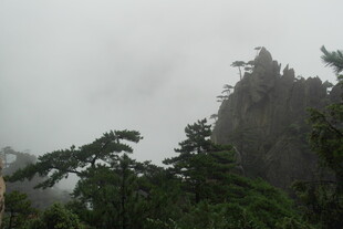 云雾缭绕的山林景象