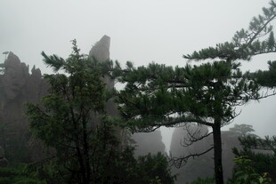 云雾中的山林松树景观