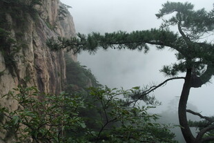 山间孤松 云雾缭绕之景