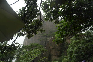 雾中树木环绕的神秘建筑