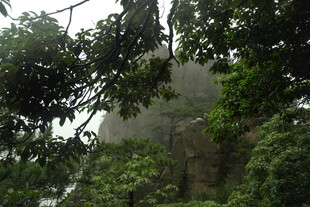 山林间的葱郁树木景观