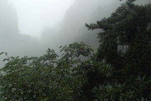 雾中葱郁山林景色