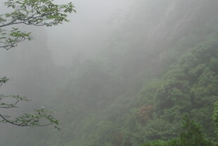 雾中葱郁山林美景