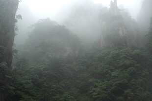 云雾缭绕的山林美景