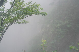 雾中绿植 自然清新景致