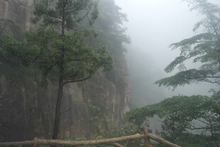 雾中峻岭树木朦胧景致