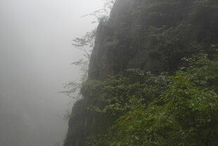 雾中峻峭山壁绿意点缀