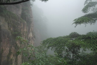 雾中峻岭与葱郁林木