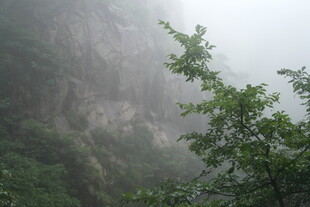 雾中青山伴绿树