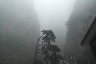 雾中峭壁旁的挺立松树