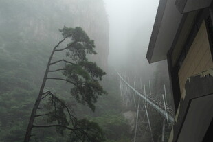 雾中倾斜树木与建筑景观