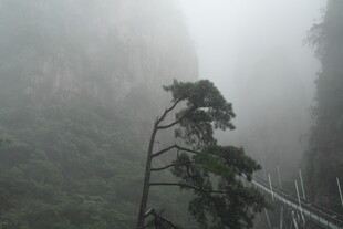 雾中孤树倚山景