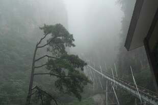 雾中观景台旁的孤树