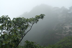 雾中山林绿意初显