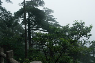 山林间的树木与朦胧雾气