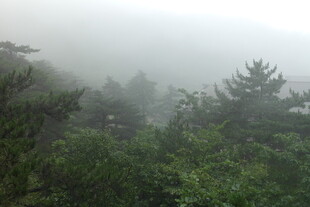 雾中葱郁山林景色