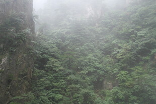 雾中葱郁山林景观