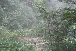 山林间雾气弥漫的绿意