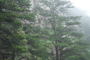 山林雾景 绿意盎然