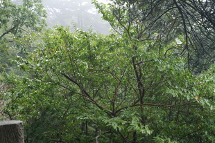 雨中葱郁树林景观