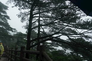 山间栈道旁的挺拔松树