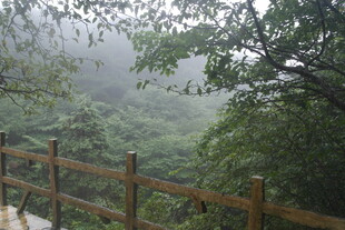 雾中山林木栈道景观