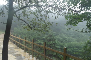 山间木栈道 隐于绿树薄雾中