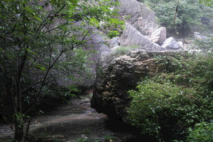 林间小径 自然清幽之景