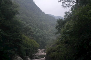 山间溪流 绿意盎然的景致