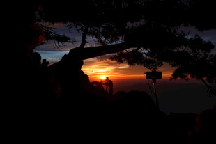 夕阳下的树影与天际美景