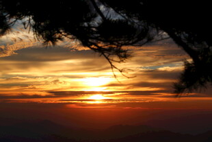 夕阳透过树枝的美丽景象