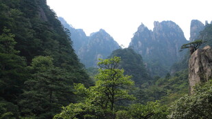 壮美山峦与葱郁林木景观