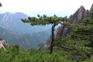黄山奇松傲立群山之巅