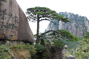 黄山奇峰孤松景观
