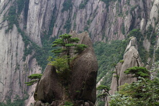 黄山奇峰上的顽强松树