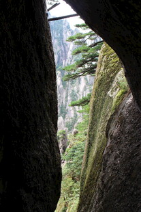 峡谷间的翠绿景致