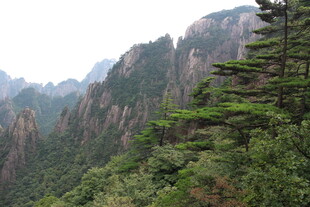 壮丽山景中的葱郁松树