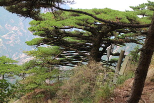 黄山奇松景观