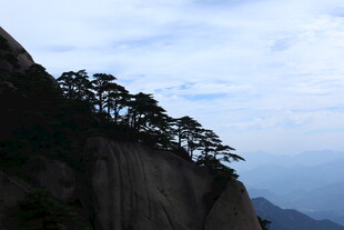 悬崖峭壁上的挺拔松树
