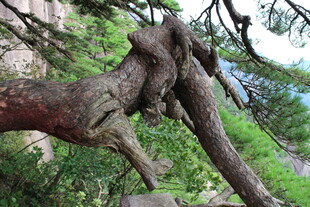 奇特扭曲的古树树干