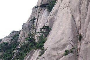 陡峭山壁上的零星绿植